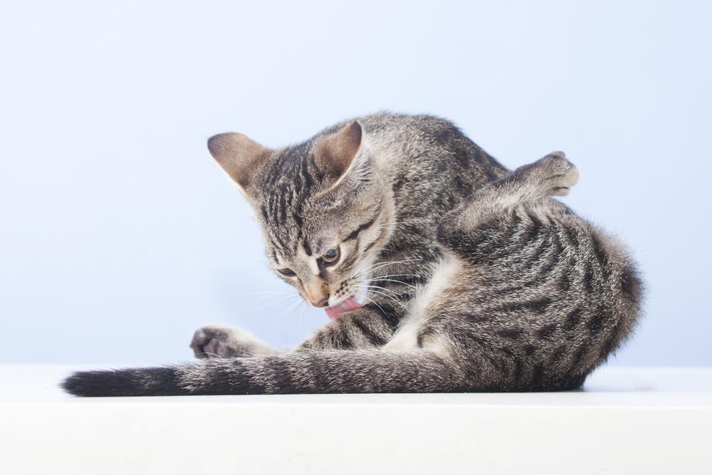 Прогнозы при эндометрите у кошек