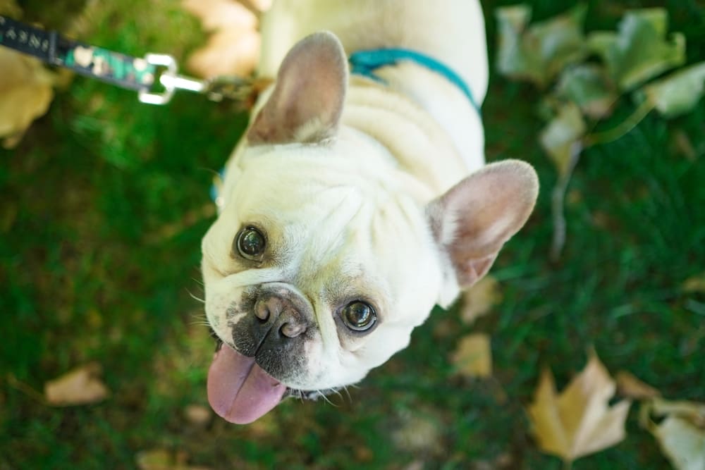 Французский бульдог относится к брахицефалам