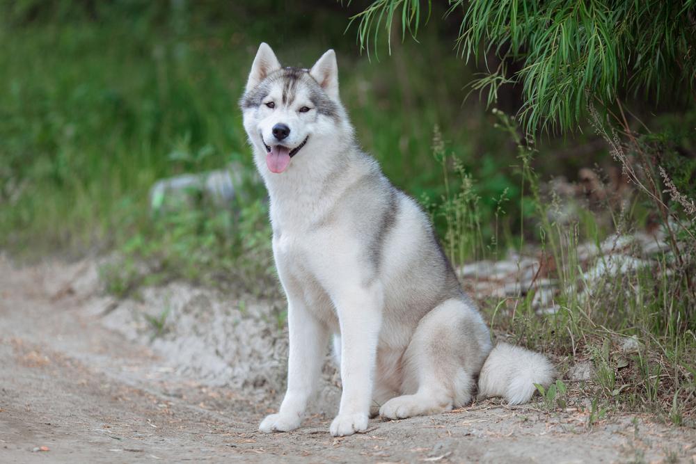 Разрешенные FCI окрасы хаски: серебристый Разрешенные FCI окрасы хаски: серебристый