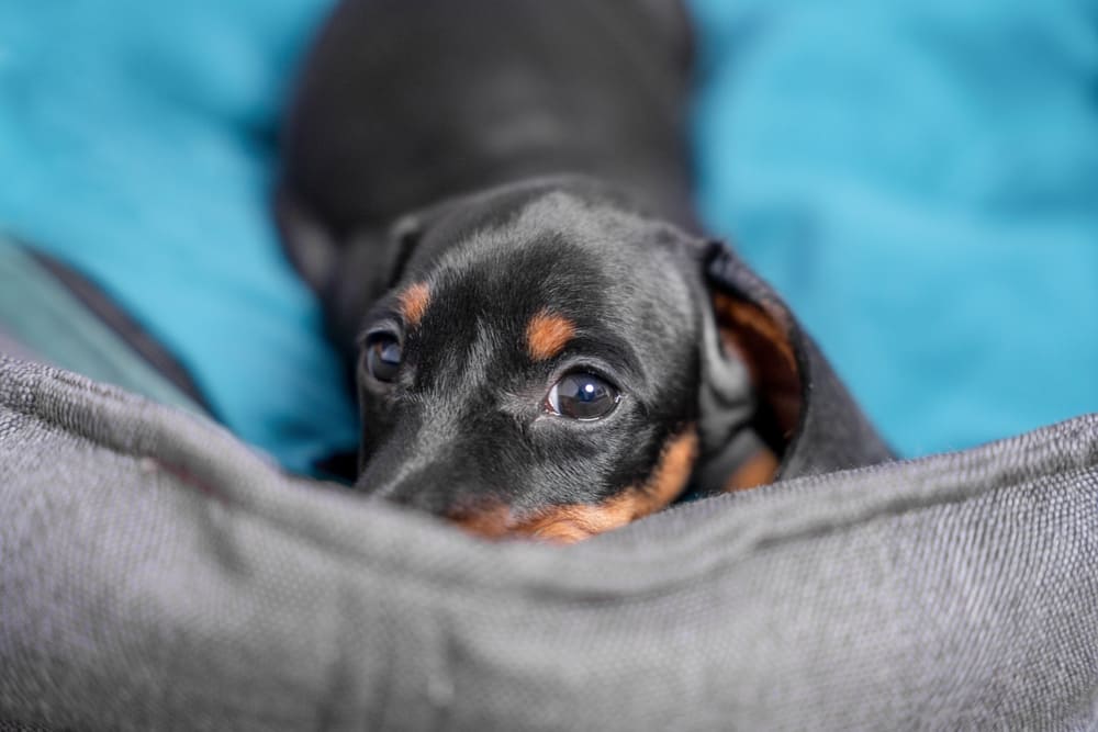 Порода такса довольно много лает