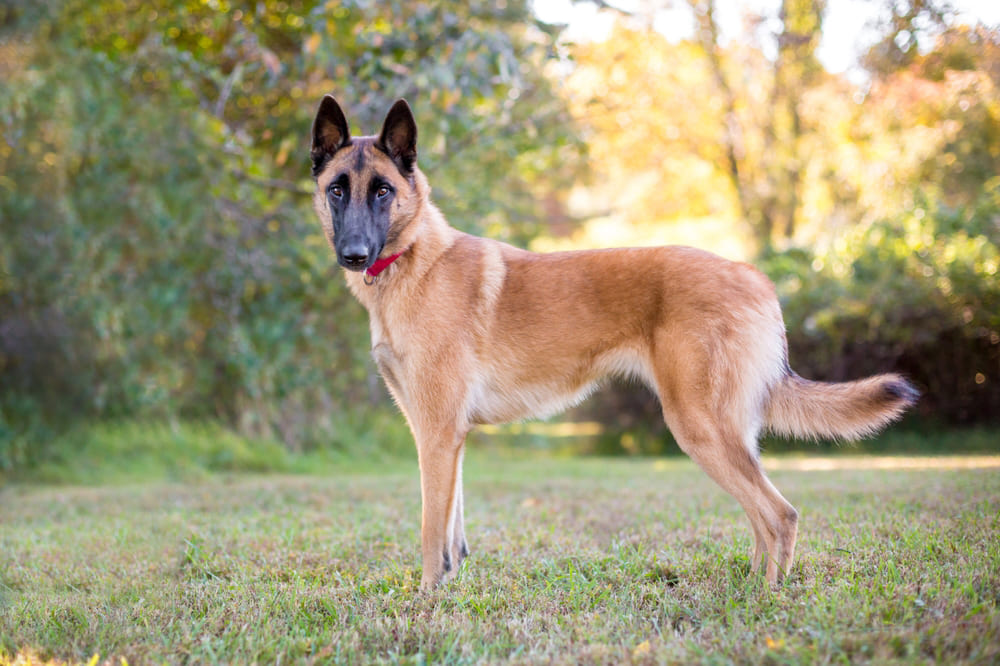 Так выглядит малинуа