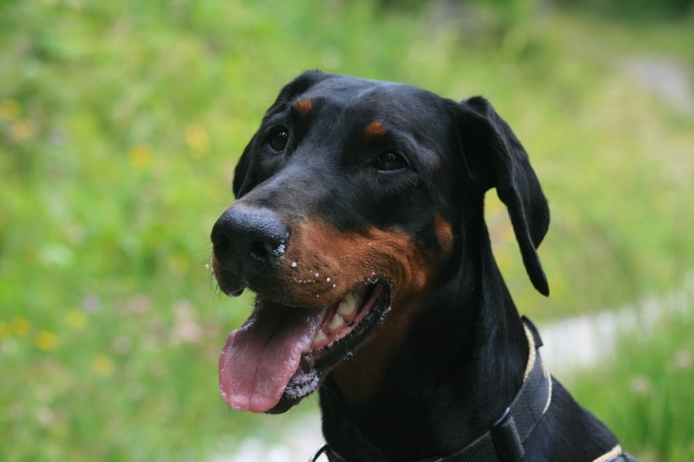 Красивый доберман