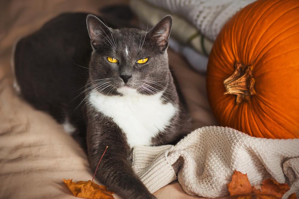 Причины дисбактериоза у кошек