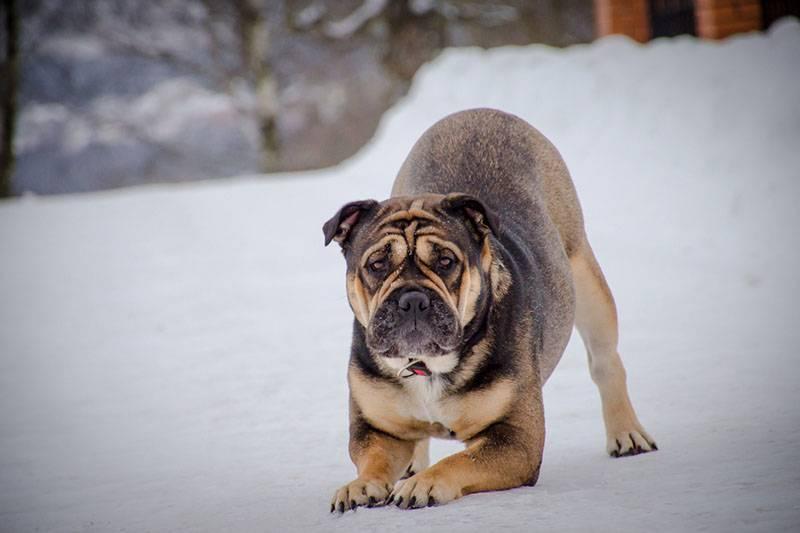 Породы собак из группы молоссов: ка-де-бо