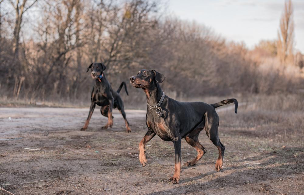 Дрессировка 4-месячного щенка добермана Дрессировка 4-месячного щенка добермана