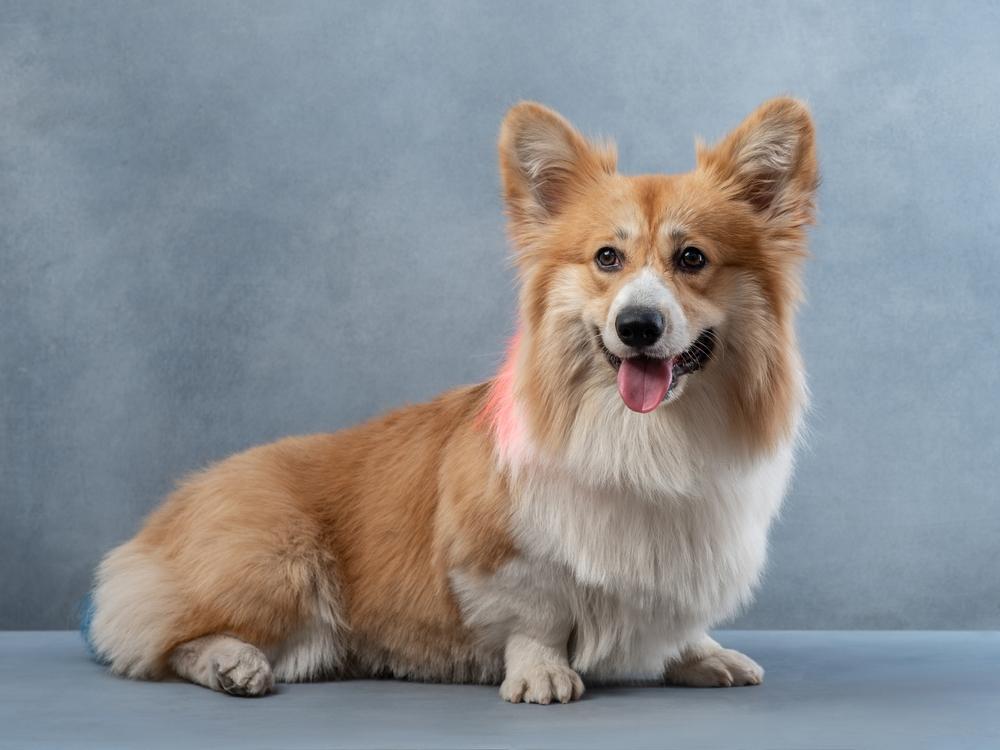 История происхождения корги флаффи