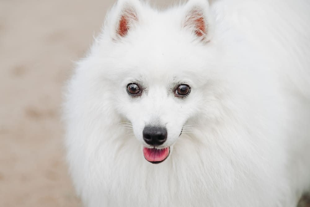 Сколько весит японский шпиц?