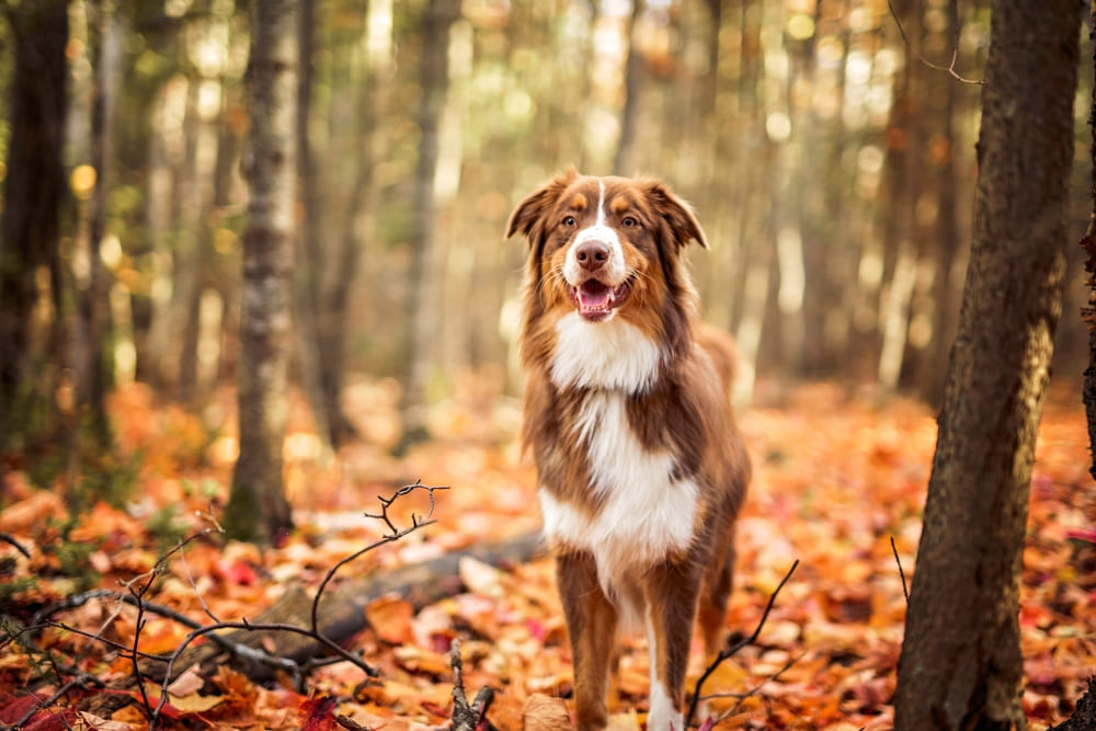 Вес австралийской овчарки может быть недостаточным