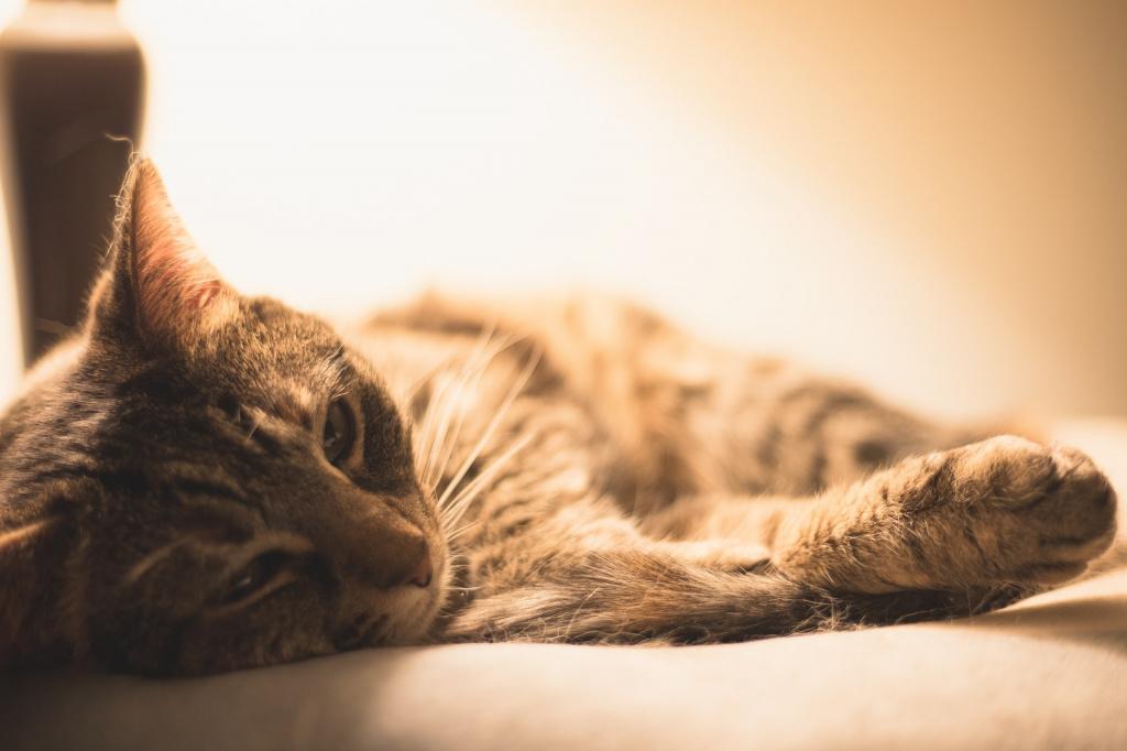 Лечение эндометрита у кошек у ветеринара