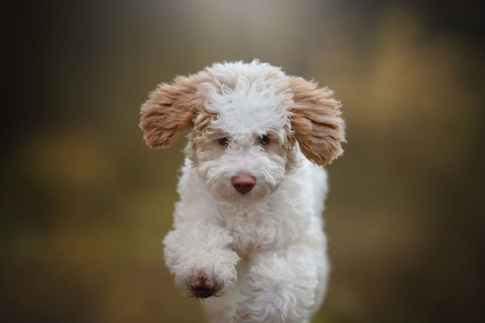 Трюфельная собака