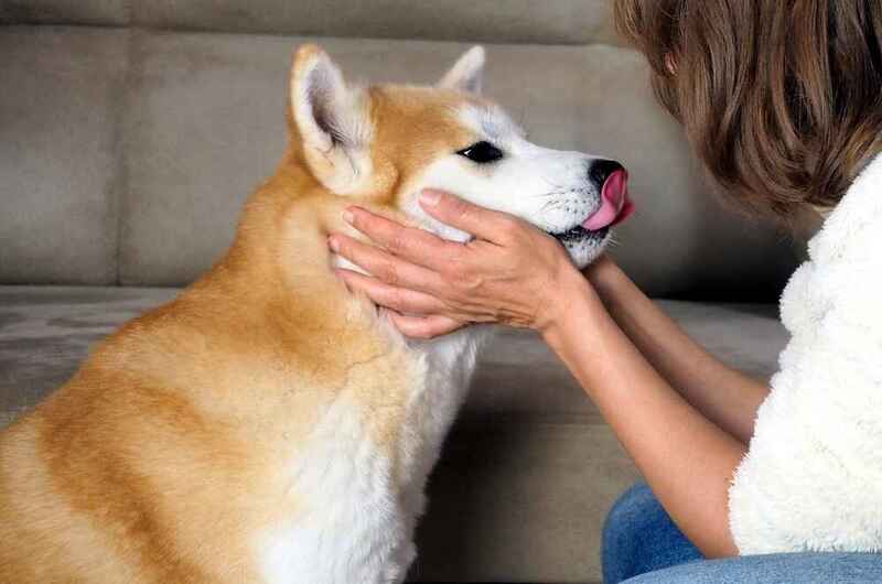 Акита-ину с хозяйкой