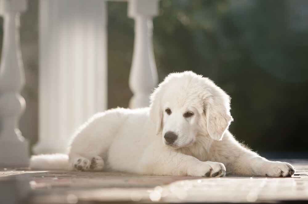 Как кормить словацкого чувача?