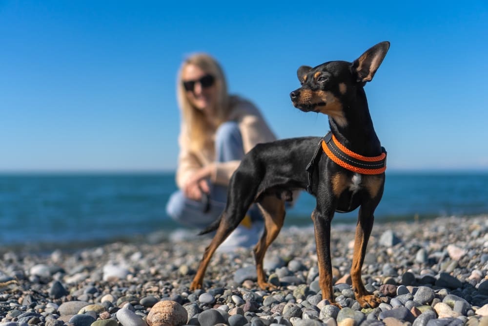 Питание той-терьера должно быть правильным