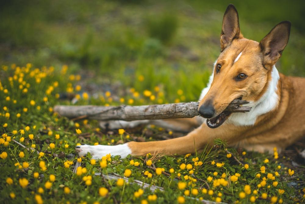Здоровье гладкошерстного колли