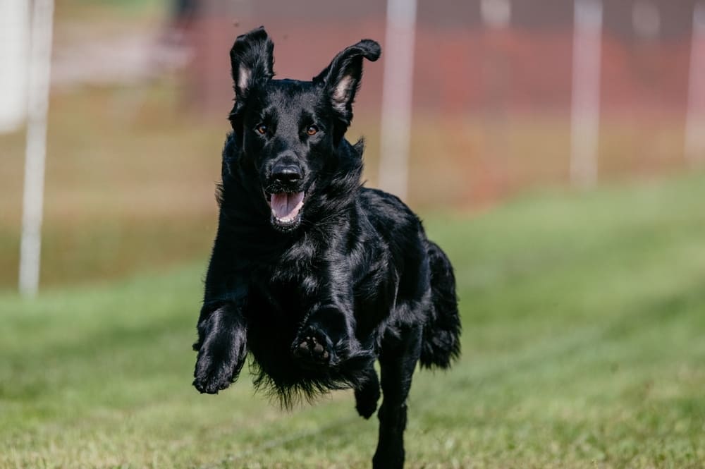 Это собака флэт