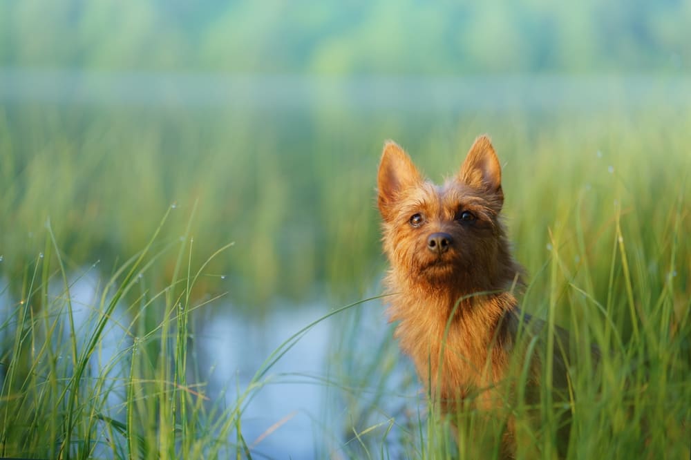Красивая собака австралийский терьер