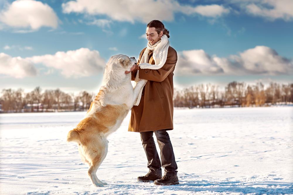 Как научить алабая команде «Сидеть» Как научить алабая команде «Сидеть»