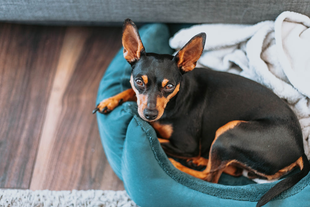 Цвергпинчер может иметь лишний вес