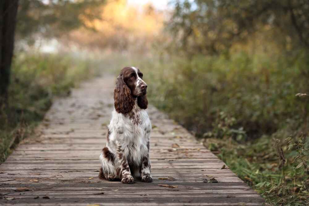 Фотография спрингер-спаниеля