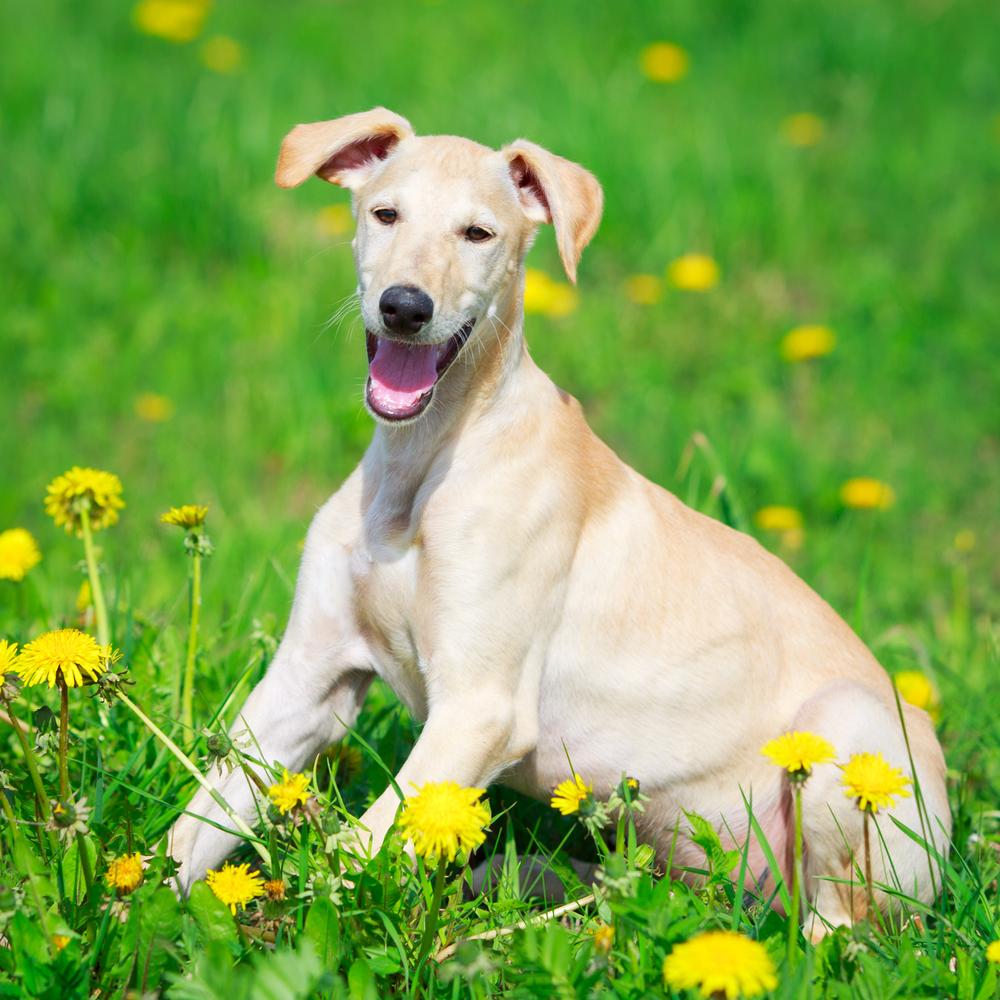 Советы по выбору щенка русской хортой борзой