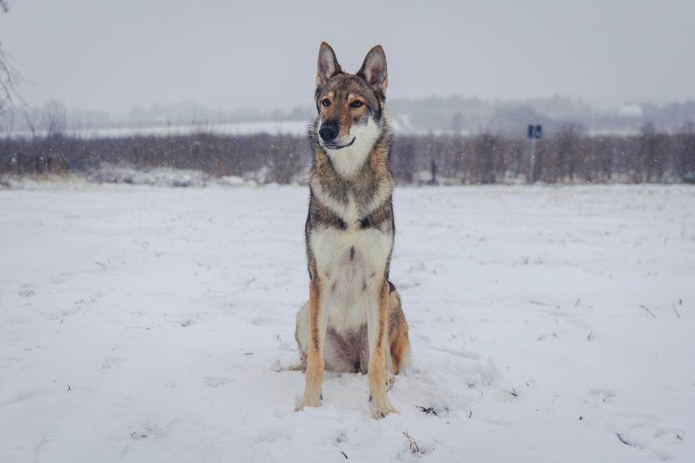 Характер тамасканской собаки