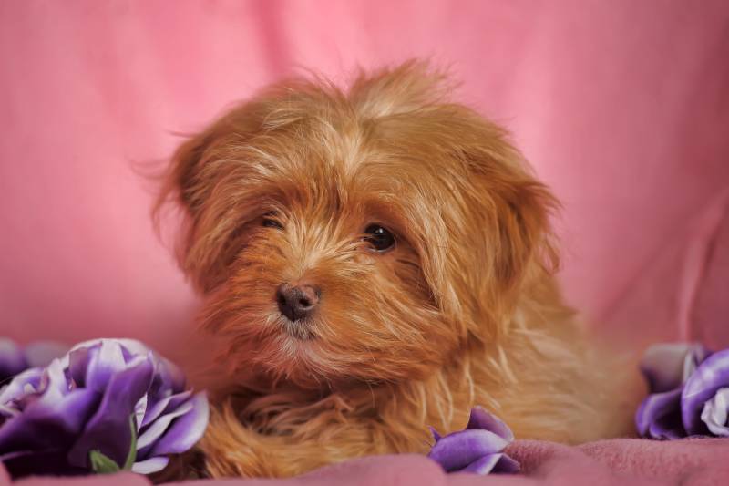 ТОП бородатых пород собак: петербургская орхидея