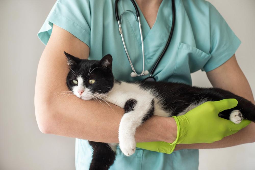 Побочные эффекты от прививок кошкам