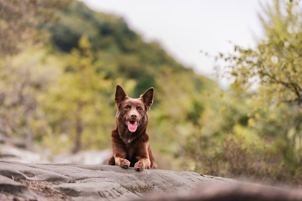 Собака австралийский келпи – хороший сторож