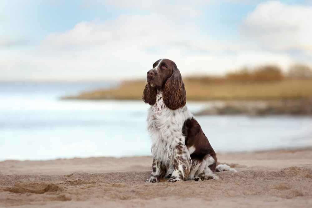 Какое здоровье у английского спрингер-спаниеля?