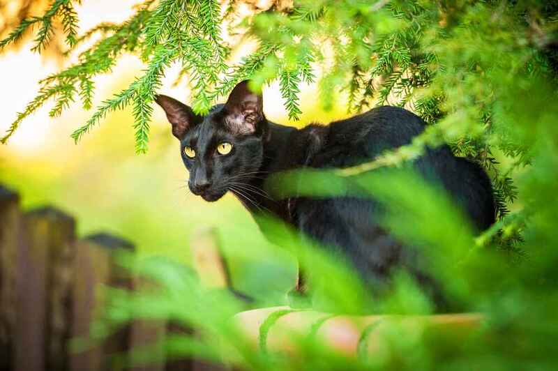 Вес ориентальной кошки может падать из-за болезни