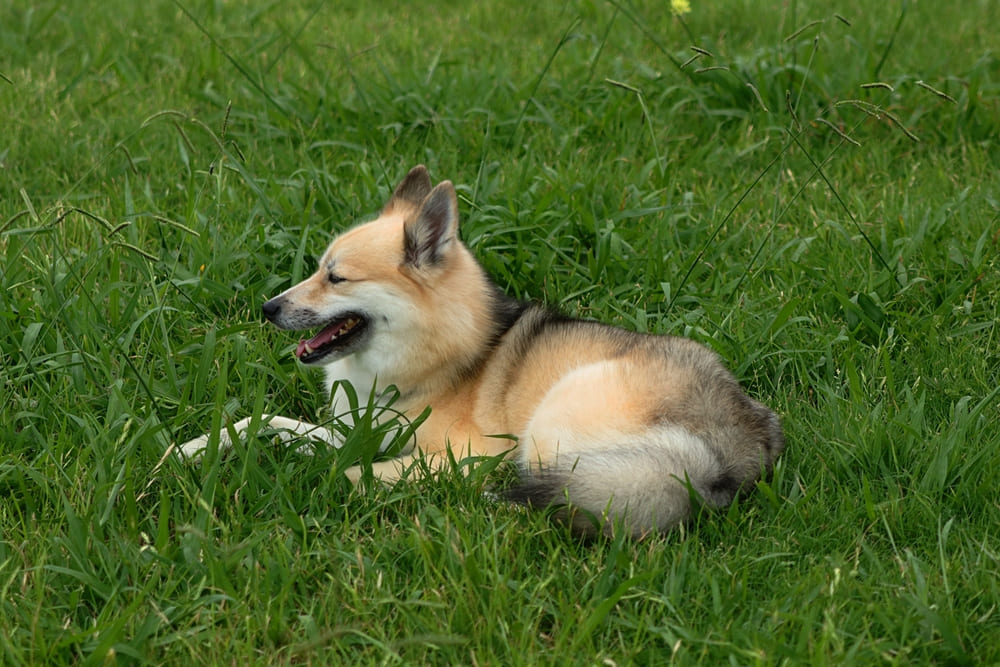Рацион влияет на то, сколько весит помски