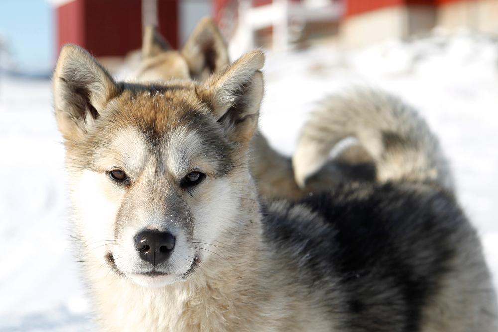 Характер гренландской ездовой собаки
