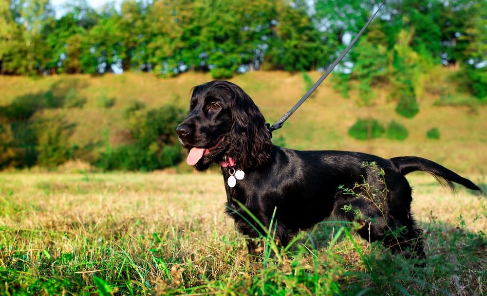 Черный кокер-спаниель на прогулке