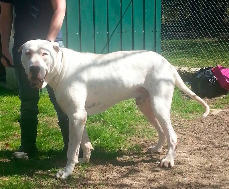 Уход и содержание булли кутты