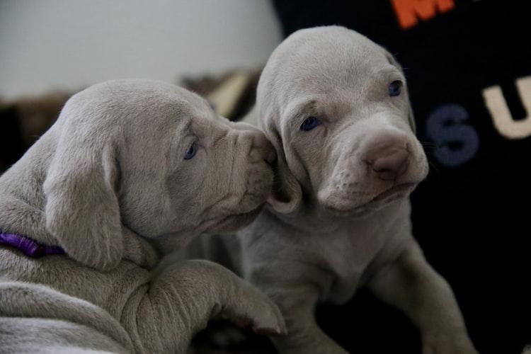 Почему щенки рождаются слепыми?