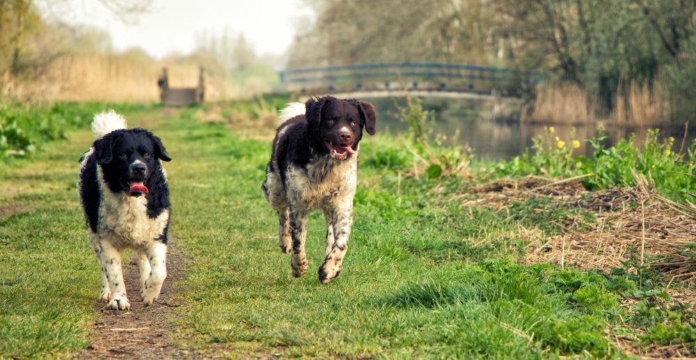 Характер веттерхуна