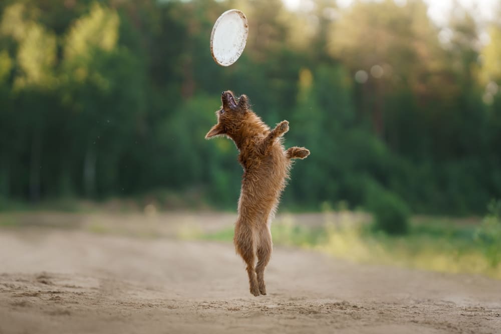 Австралийский терьер нуждается в нагрузках