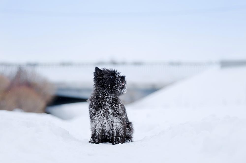 История происхождения керн-терьера