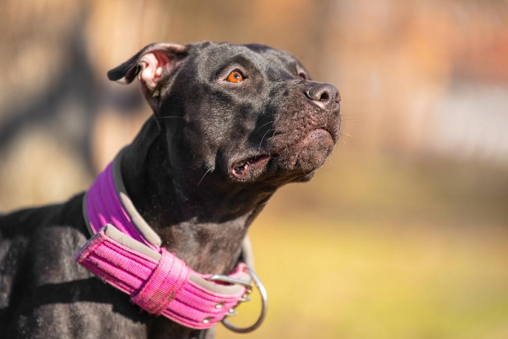 Черный питбуль требует ухода