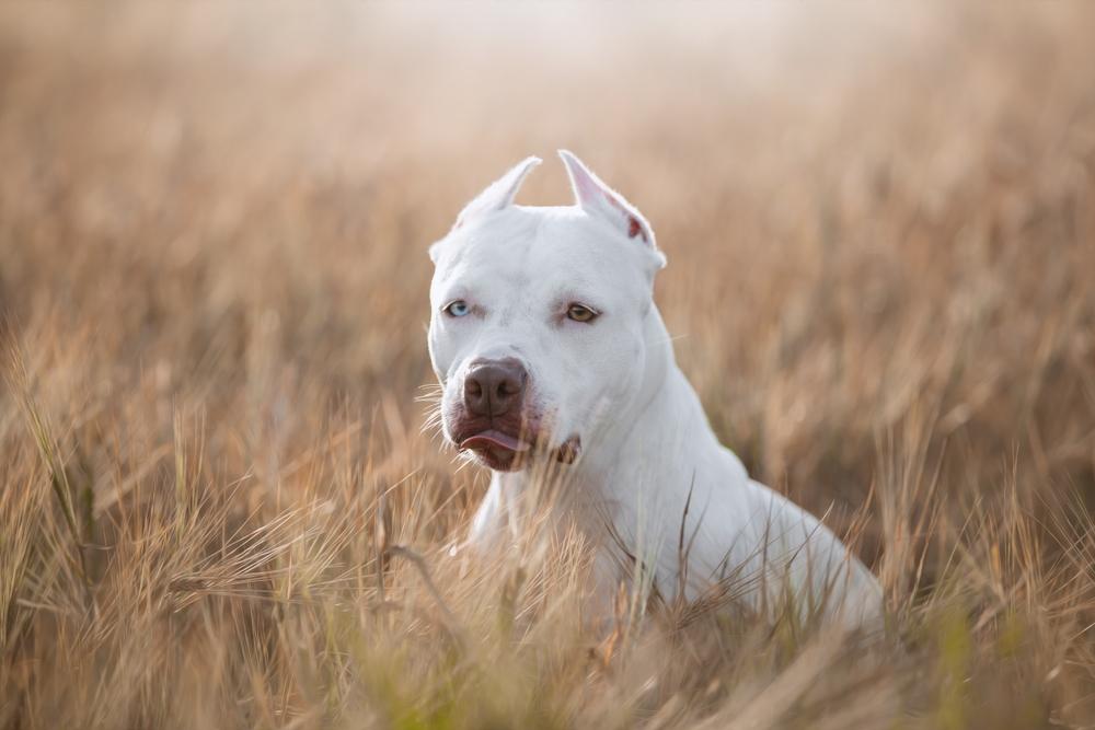 Редкие окрасы американских питбулей: белый Редкие окрасы американских питбулей: белый