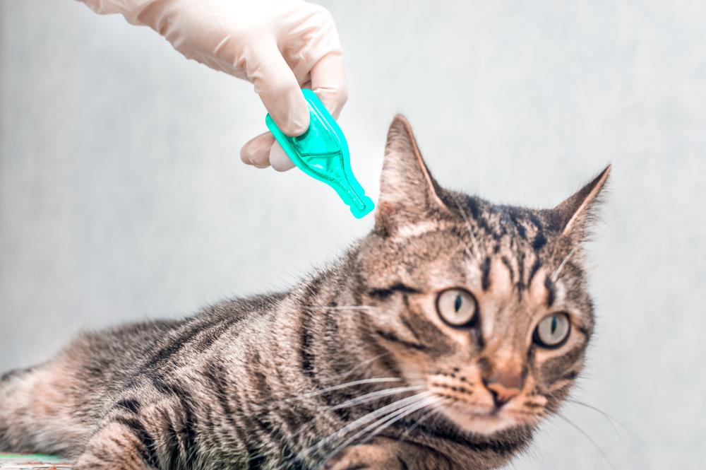 Медикаменты против блох у кошки