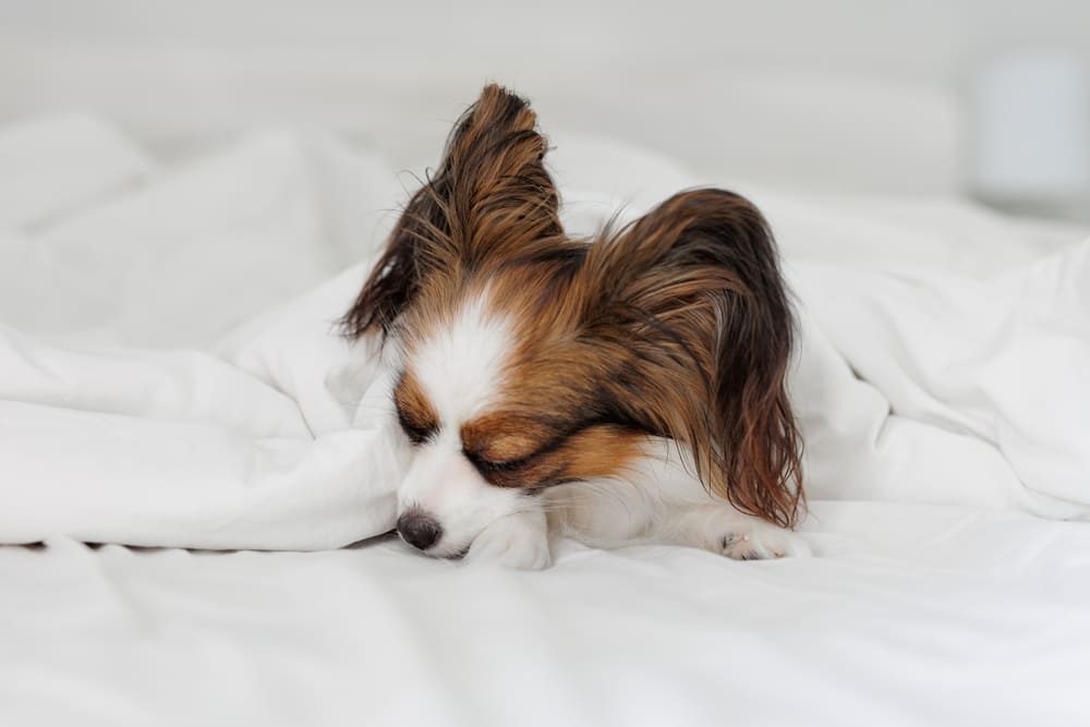 То, сколько прожил папильон, можно сравнить с человеческим возрастом