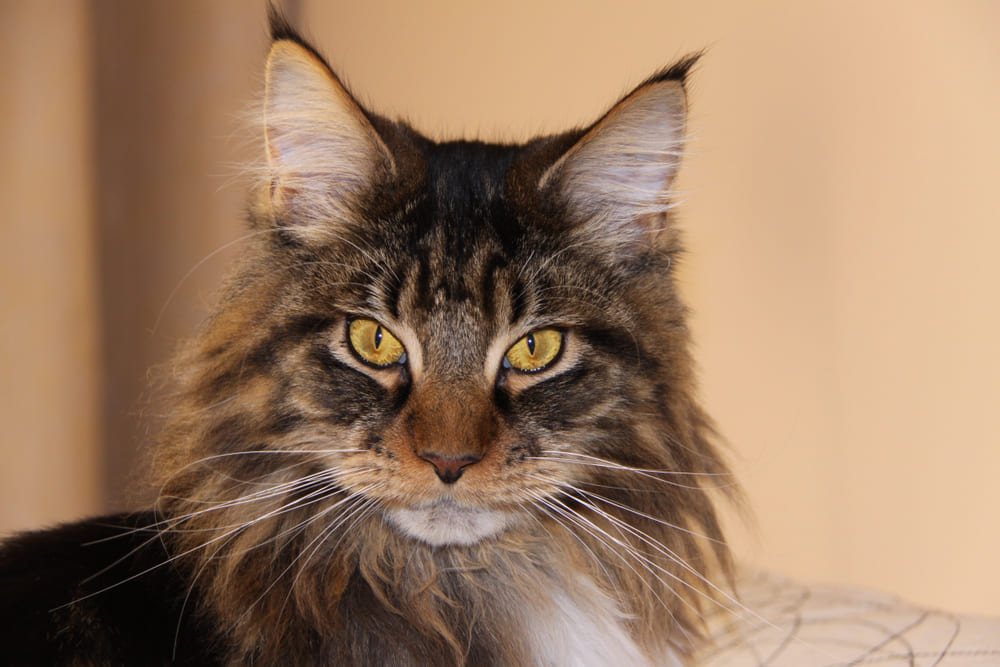 Течка у мейн-куна проходит циклично