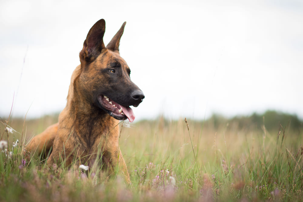 Хердер нуждается в гигиене