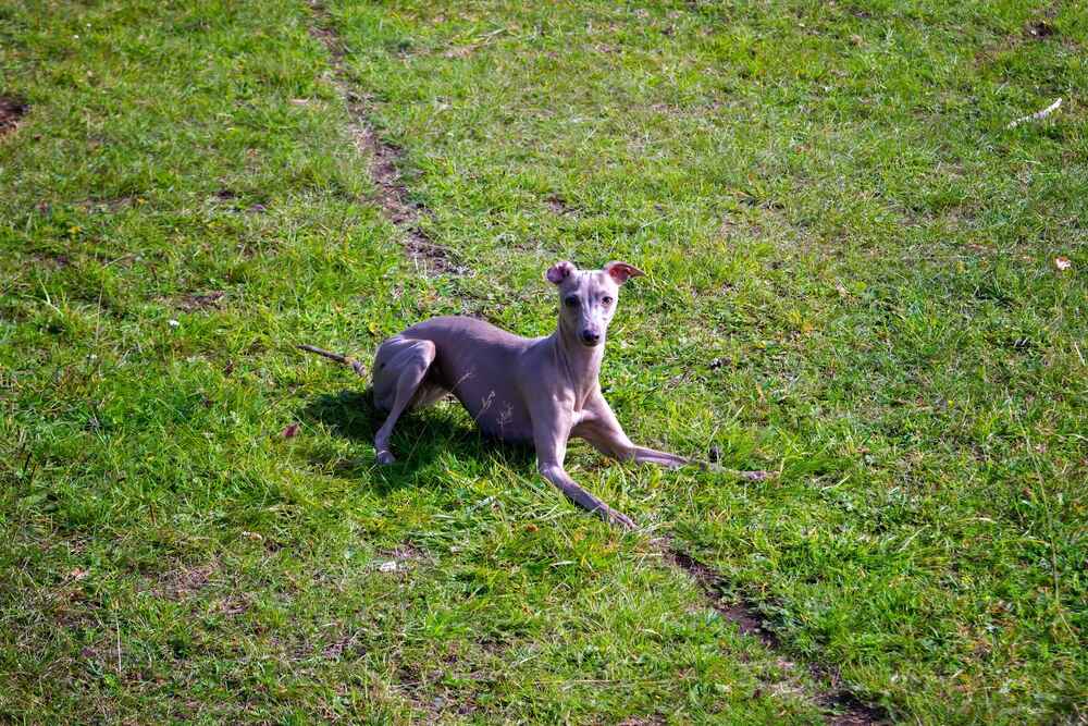 Физические нагрузки влияют на то, сколько может прожить левретка
