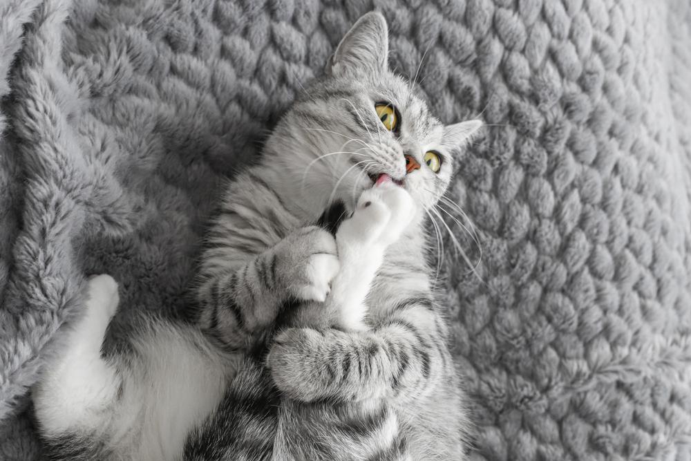 Окрасы табби у шотландских кошек: серебристый табби