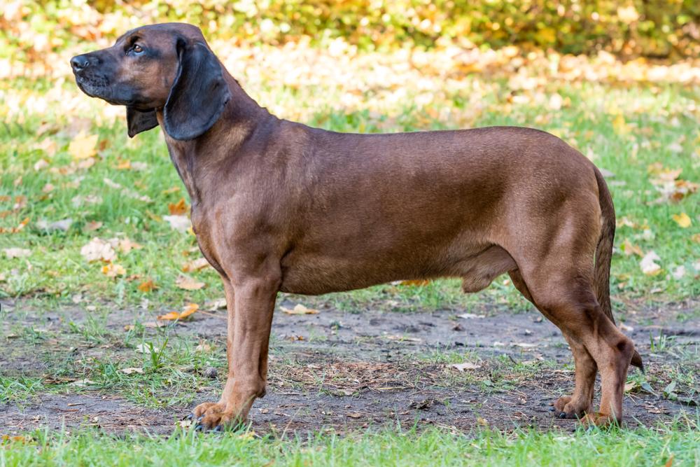 Внешность баварской гончей