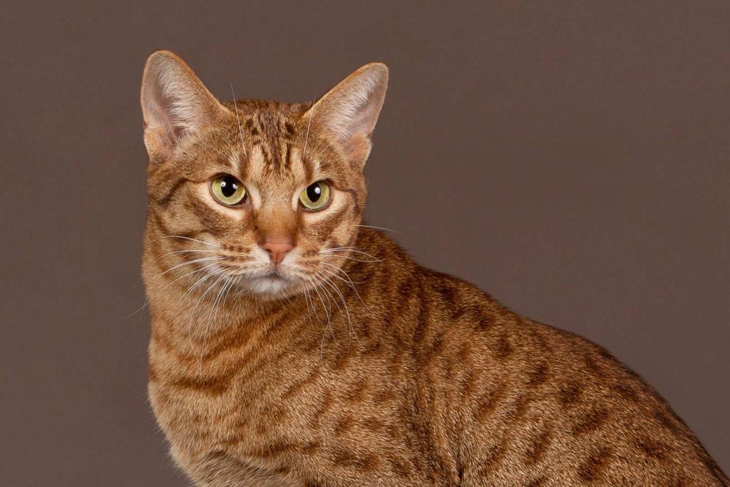 Гладкошерстные породы кошек: оцикет Гладкошерстные породы кошек: оцикет