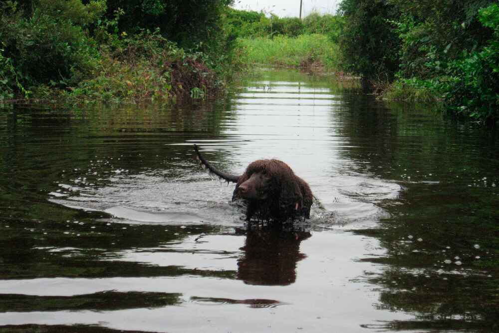 Какова история ирландских водяных спаниелей?