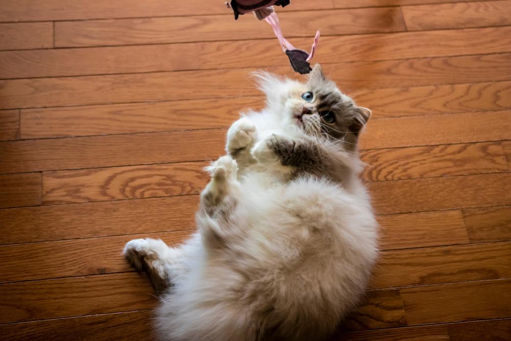 Гипоаллергенные породы кошек для детей: наполеон